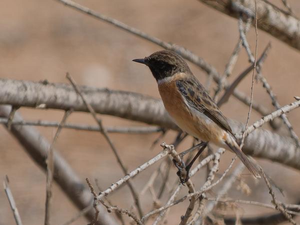 <h3><a href="/trips/marokko/biota/animalia/chordata/aves/040 passeriformes/108 muscicapidae/saxicola rubicola/saxicola rubicola-nl.html">Saxicola&nbsp;rubicola</a> / European&nbsp;stonechat / Roodborsttapuit</h3>OM-1 Mark II met OLYMPUS M.150-400mm F4.5 TC, 1/2000 sec  bij F5.6, ISO 400, afstand 19.9&nbsp;m